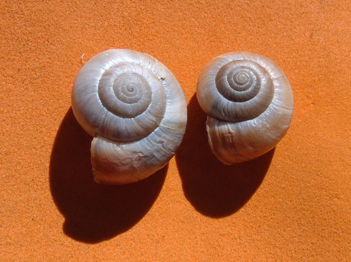 monacha cantiana?